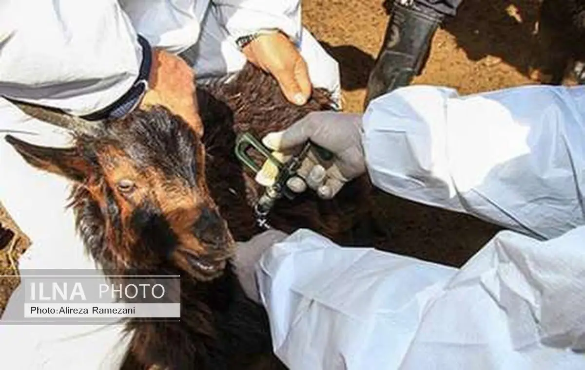 مایه‌کوبی بالغ بر 108 هزار راس دام سبک و سنگین در سردشت