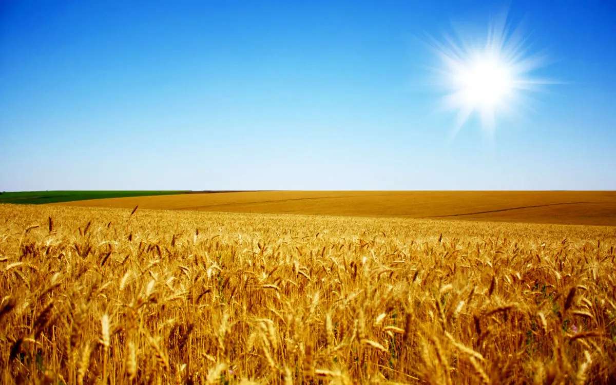 ۲۰ هزار تن گندم و جو توسط تعاون روستایی گلستان تامین شده است
