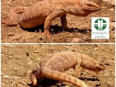 بزمجه زاگرسی در چهارمحال‌وبختیاری ثبت شد