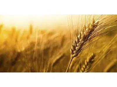 برداشت گندم در 7000 متر مربع از مزارع میاندورود