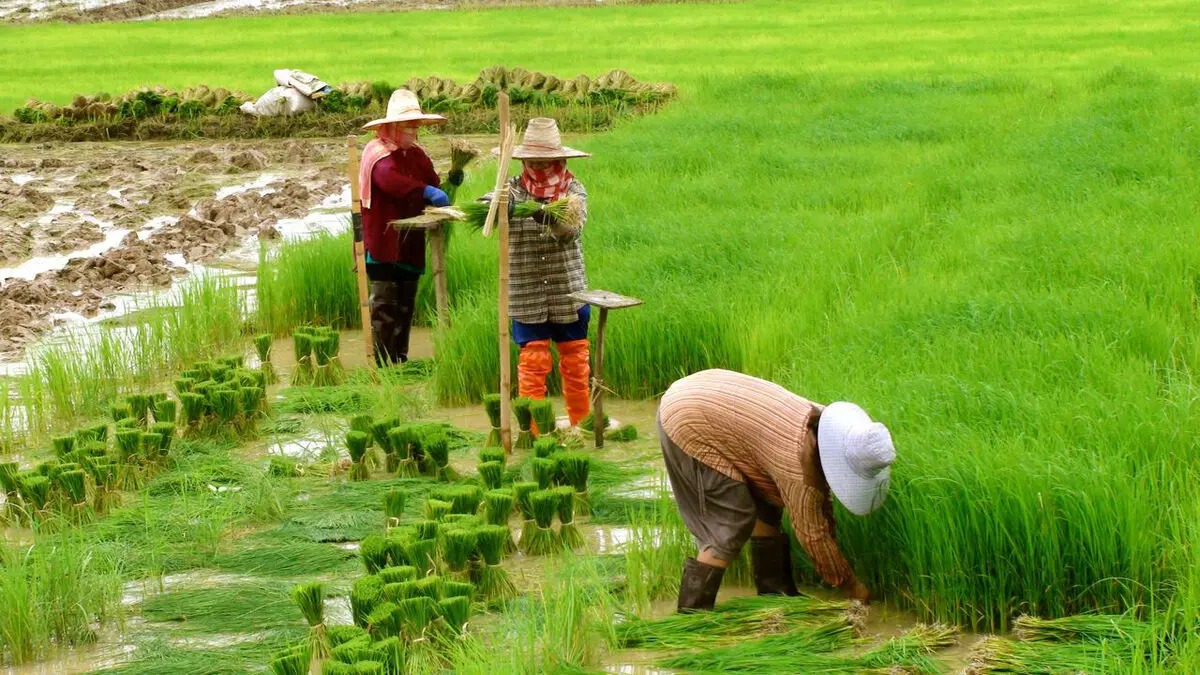 صندوق خرد زنان تضمینی برای کار آفرینی و اشتغال پایداردر روستاها