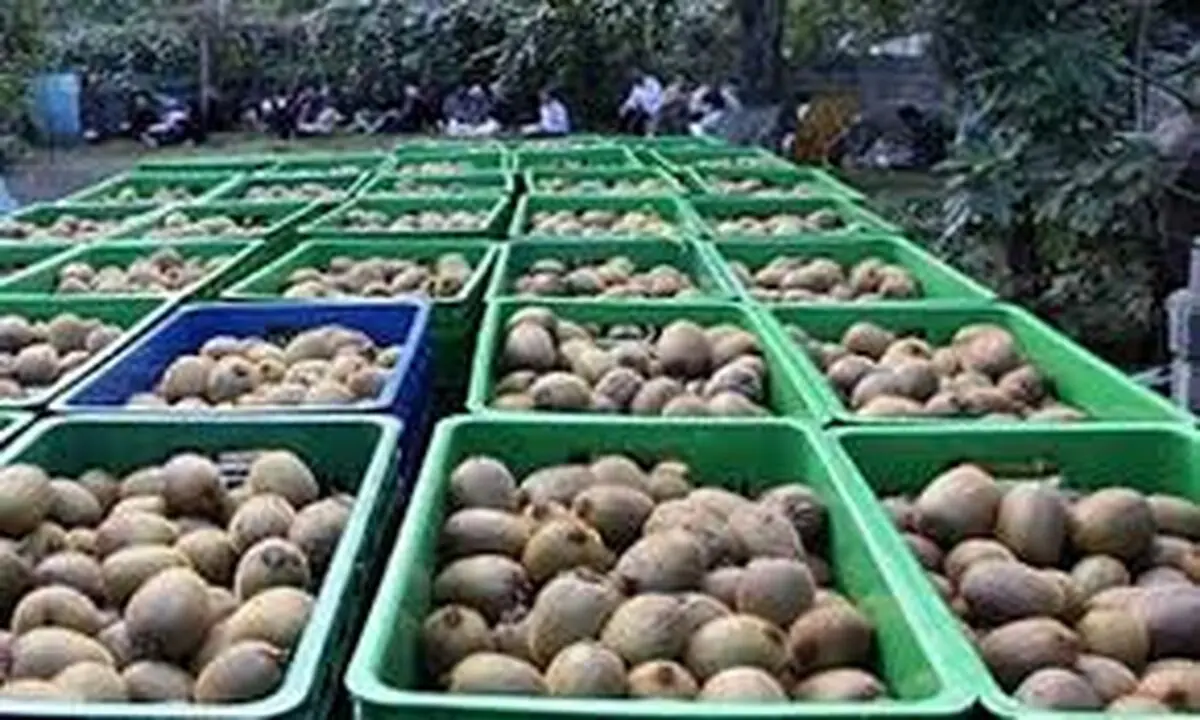 باز شدن دروازه های صادرات کیوی گیلان به روسیه
