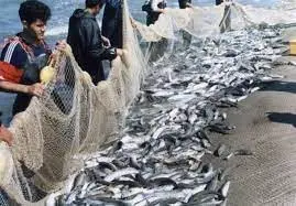 رشد ۴۸ درصدی صید ماهی در گیلان