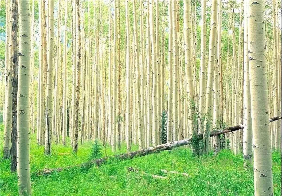 واگذاری 4 هزار هکتار زمین ملی گیلان برای توسعه زراعت چوب به بهره برداران 