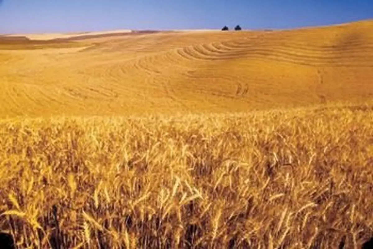 بهبود کشت دیم با سیستم های نوین آبیاری