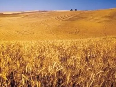 بهبود کشت دیم با سیستم های نوین آبیاری