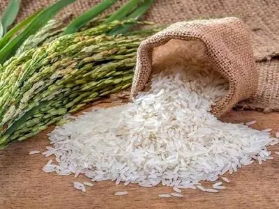 ناکامی طرح خرید برنج سنواتی به‌دلیل بدعهدی دولت/ تلاطم در بازار برنج به‌دلیل آشفتگی تصمیمات