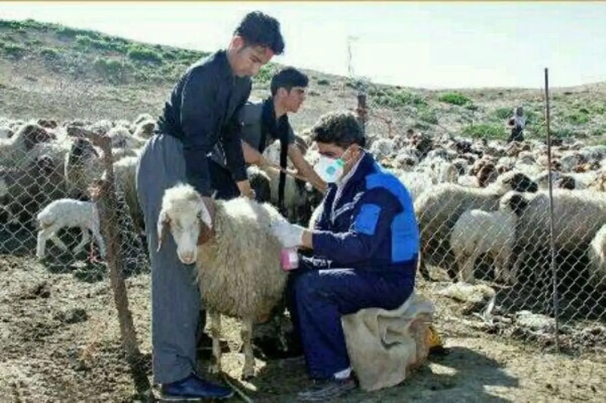 واکسیناسیون رایگان دام‌های عشایری در استان آغاز شد