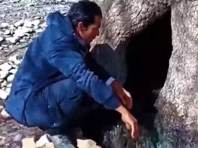 تصویری از عجیب‌ترین درخت بلوط ایران در زاگرس + فیلم