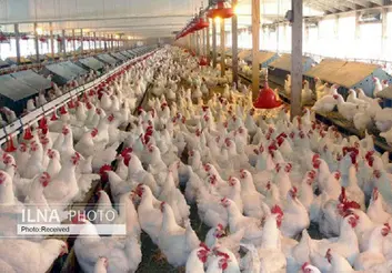 آیا کاهش عوارض صادارتی مرغ، این صنعت را نجات می‌دهد؟