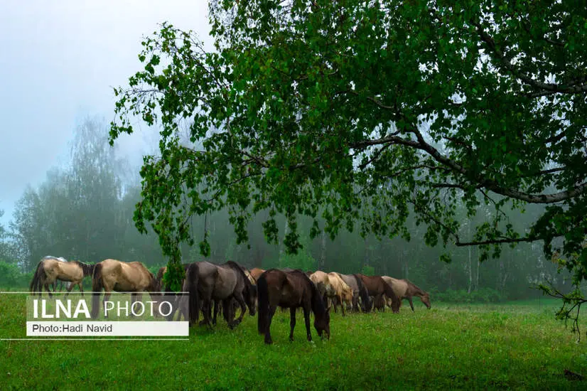 اسبهای باشقیرستان