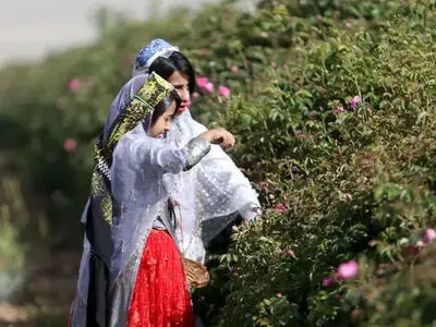 جشن گل و گلاب در قلب طبیعت بکر فارس/ صنعت گلاب‌گیری در تنگنای موانع موقوفه