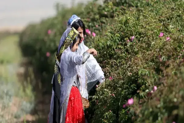 جشن گل و گلاب در قلب طبیعت بکر فارس/ صنعت گلاب‌گیری در تنگنای موانع موقوفه