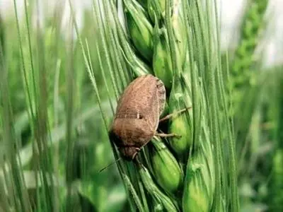آغاز عملیات مبارزه با سن غلات در مزارع فارس/پیش‌بینی مبارزه در ۲۹۰ هزار هکتار
