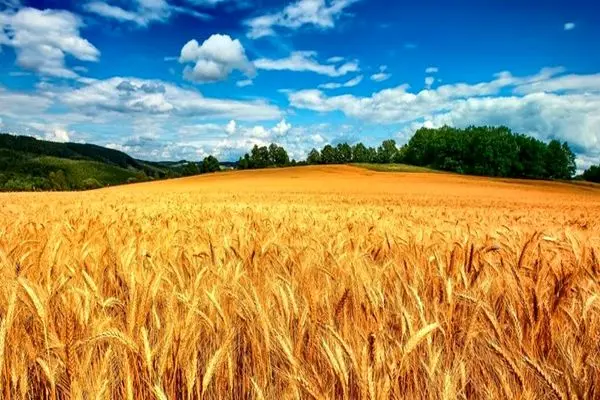 پیش بینی تولید بیش از ۱۳ میلیون تُن گندم در کشور