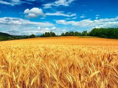 پیش بینی تولید بیش از ۱۳ میلیون تُن گندم در کشور