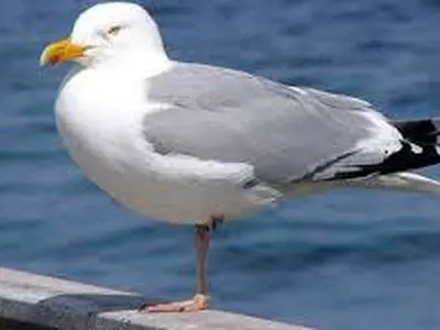asdasd
