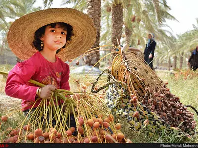 برداشت خرما از نخلستان های جم