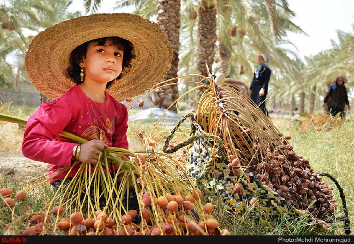 بیماری زا بودن خرمای بم دروغ است / تایید سلامت خرماهای بم از سوی وزارت بهداشت/ مردم با خیال راحت خرما بخورند