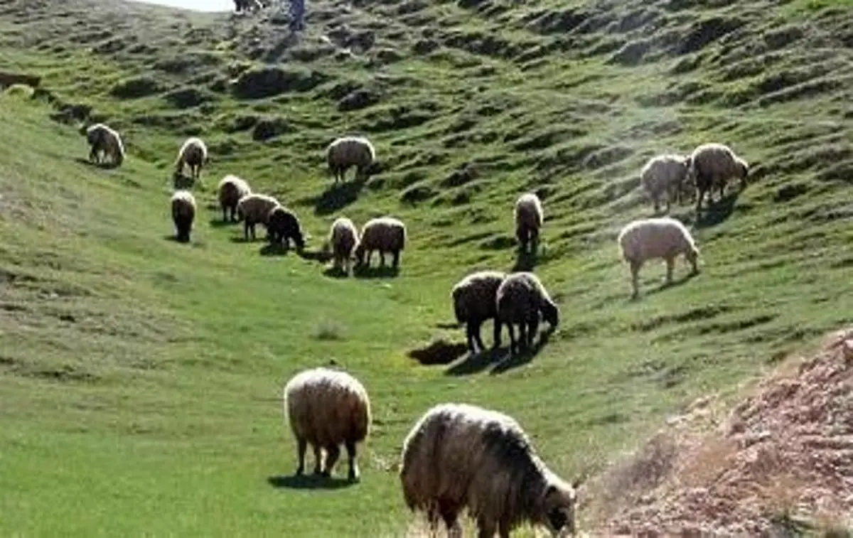 اخراج 19 هزار رأس دام غیرمجاز از مراتع استان مرکزی