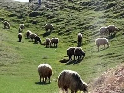 اخراج 19 هزار رأس دام غیرمجاز از مراتع استان مرکزی