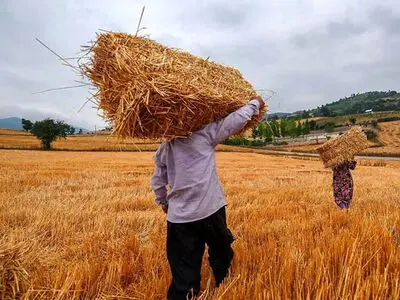 افزایش 30 درصدی خرید تضمینی گندم در استان مرکزی 