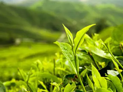نرخ خرید تضمینی چای تصویب شد