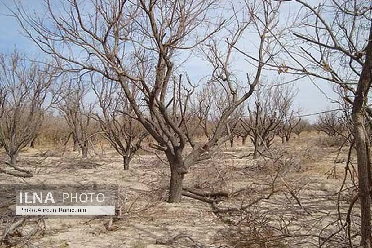 آیین نامه اجرایی استمهال 3 ساله بازپرداخت تسهیلات خسارات بخش کشاورزی ابلاغ شد