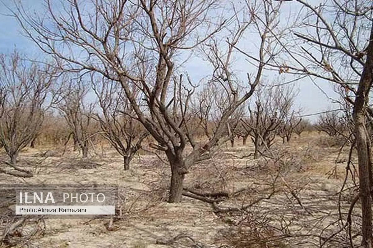 آیین نامه اجرایی استمهال 3 ساله بازپرداخت تسهیلات خسارات بخش کشاورزی ابلاغ شد